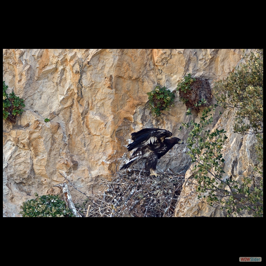 DSC_1719 a b