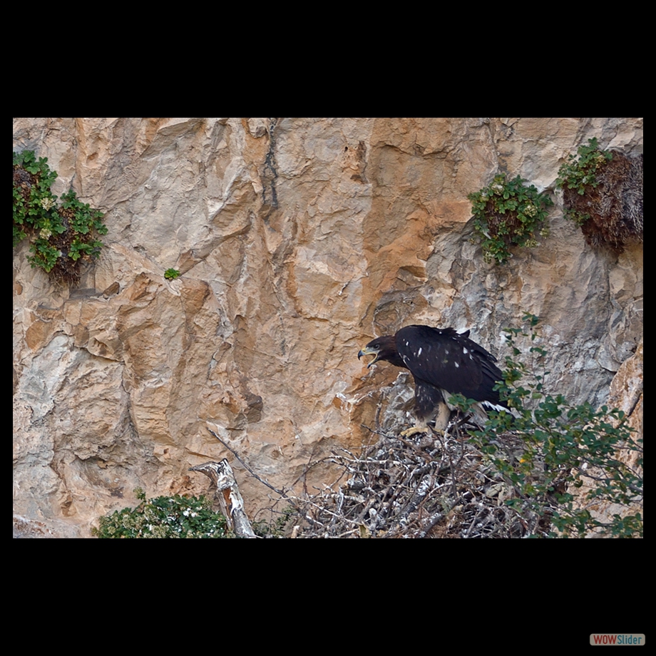 DSC_1751 a a