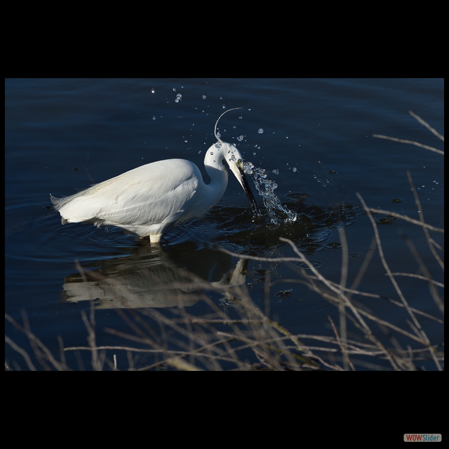 DSC_5159 a