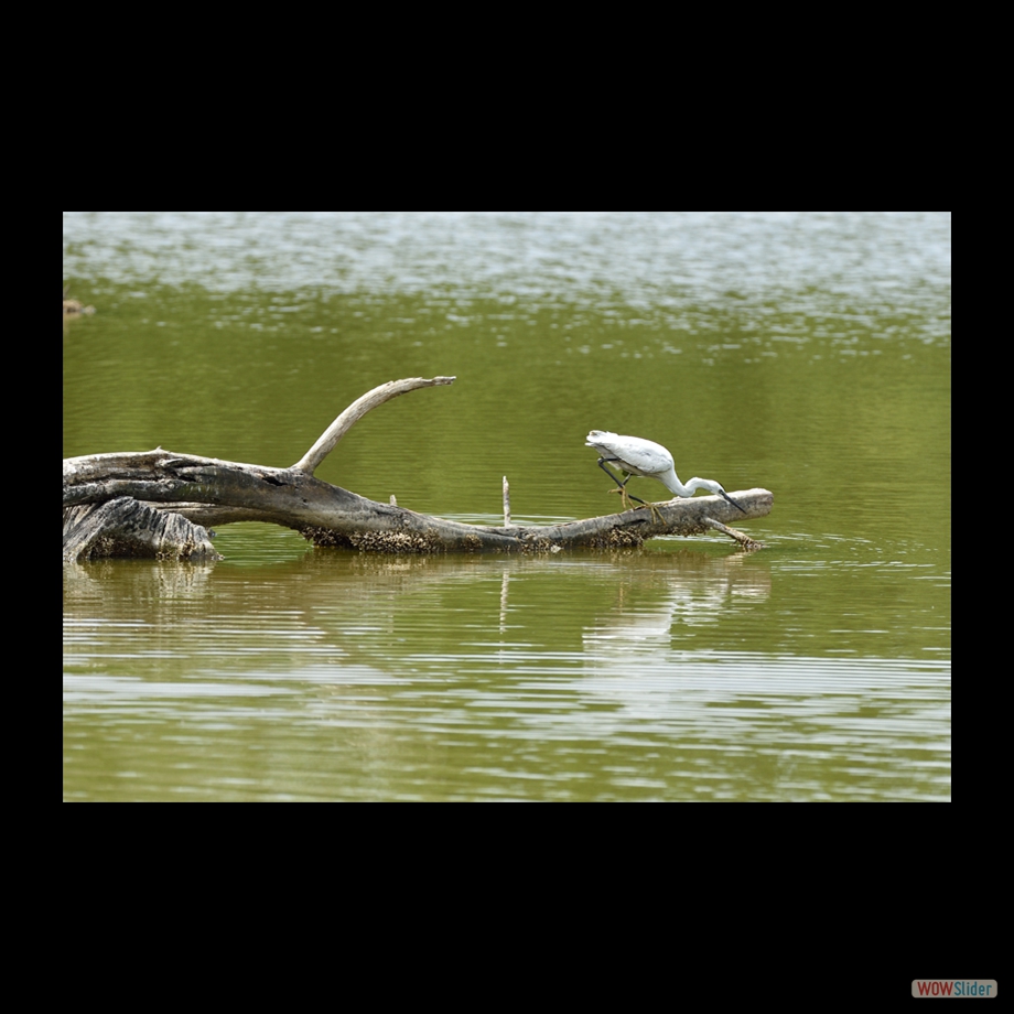 DSC_5294 a