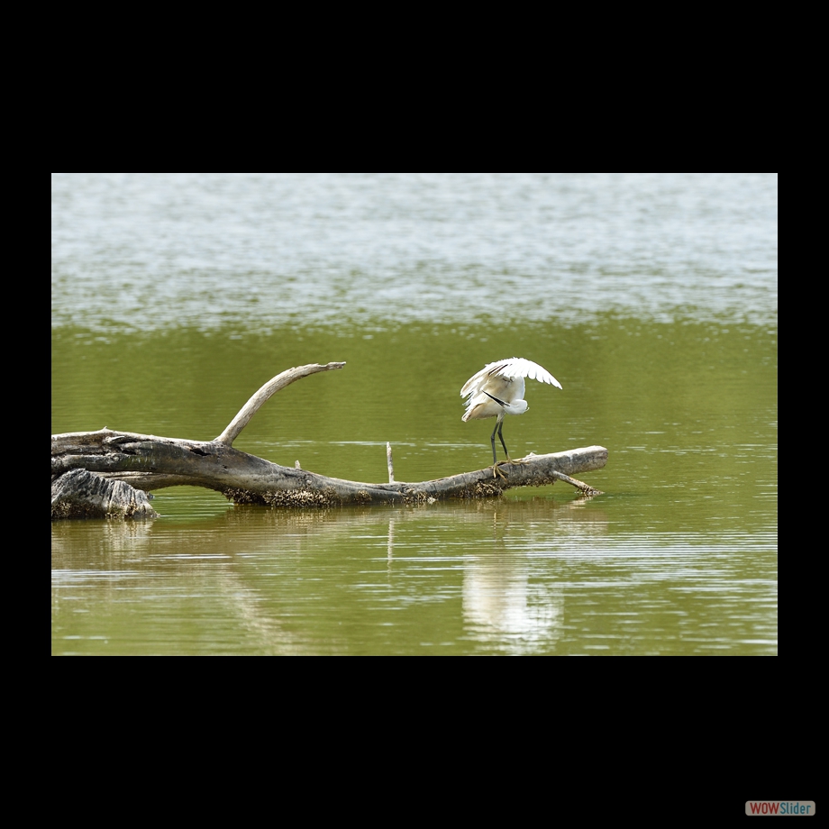 DSC_5296 a