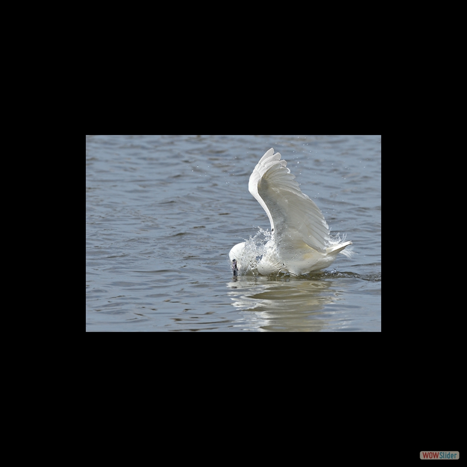 DSC_5535 a