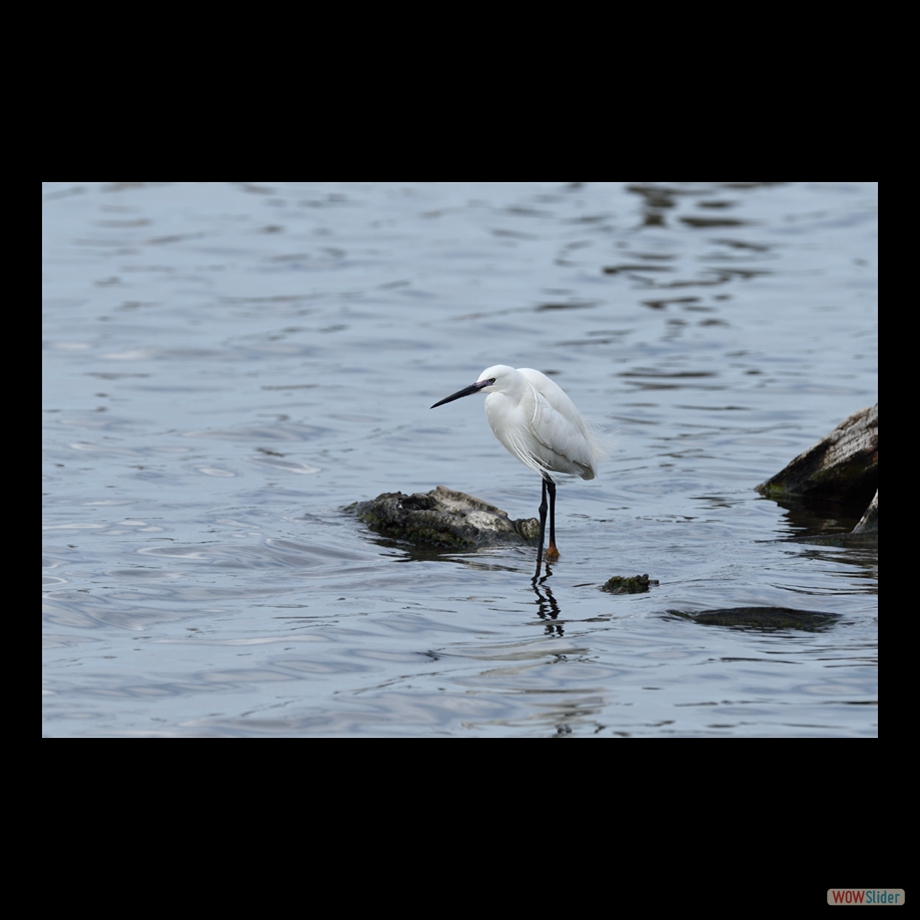 DSC_5548 a