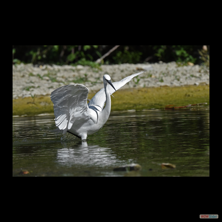 DSC_9084 a