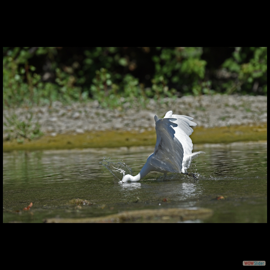 DSC_9158 a