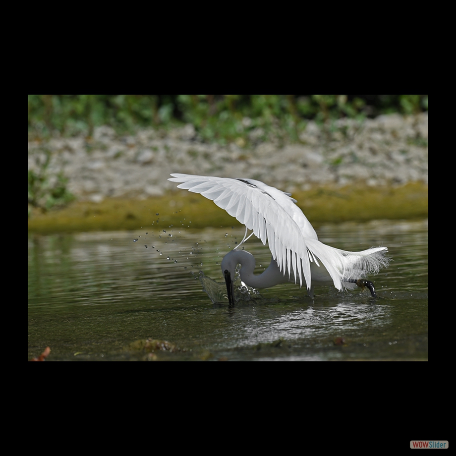 DSC_9159 a a