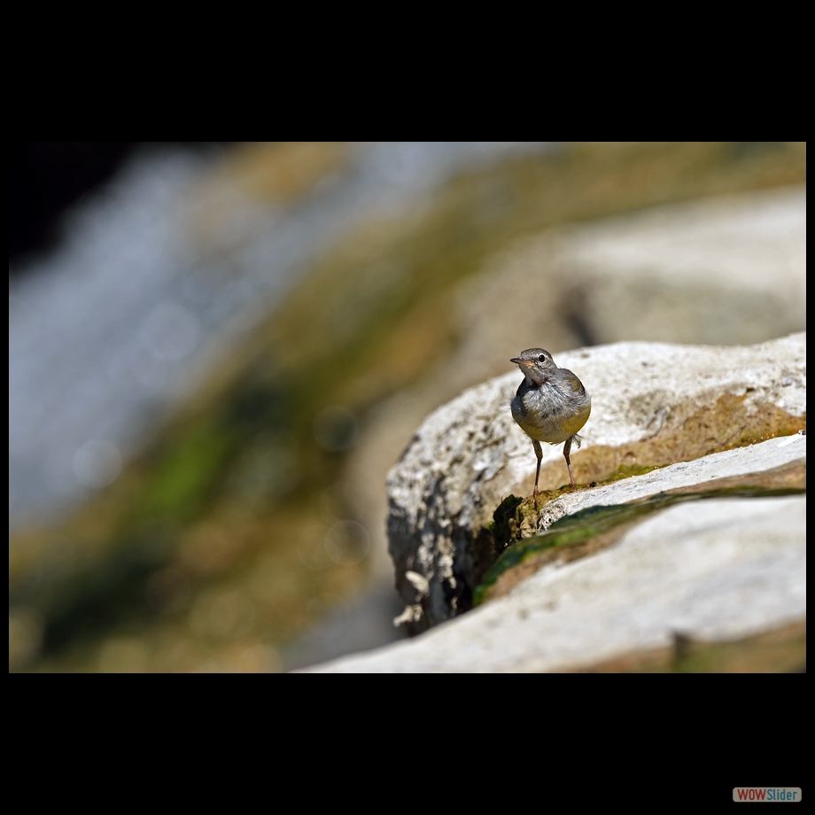 DSC_9649 a
