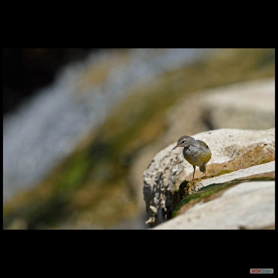 DSC_9650 a