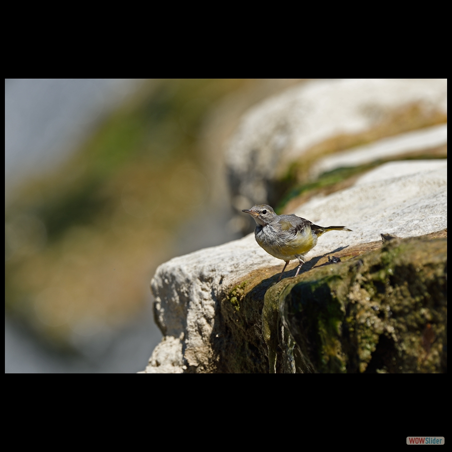 DSC_9654 a