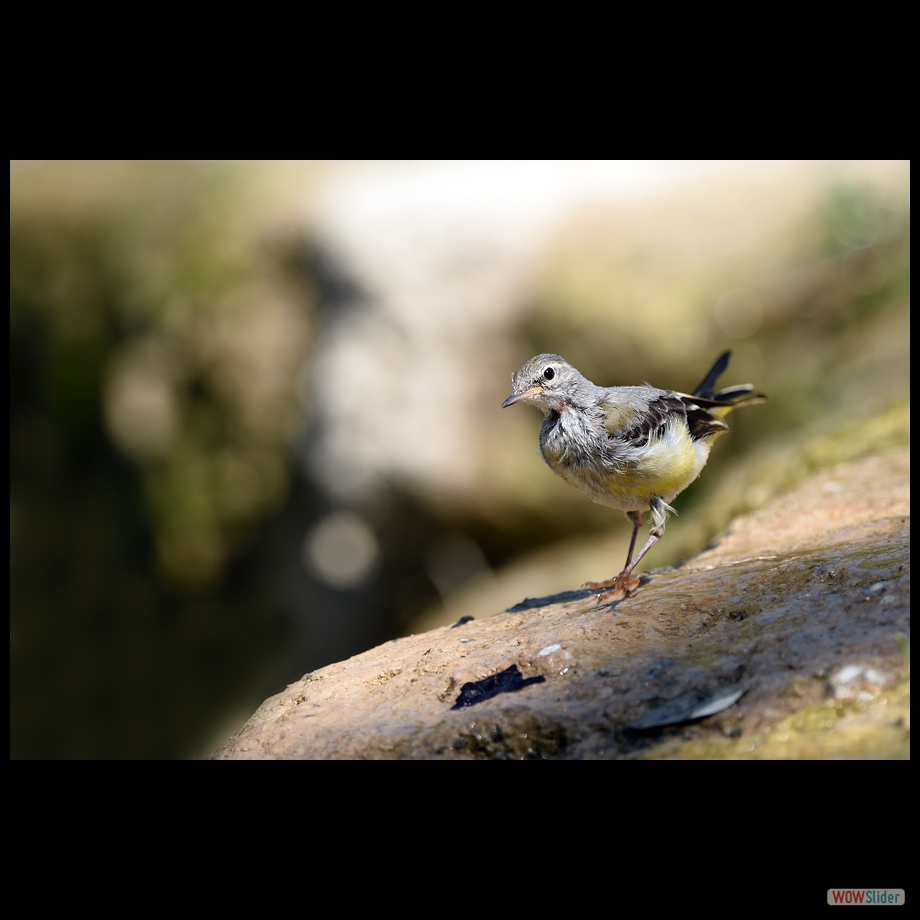 DSC_9661 a