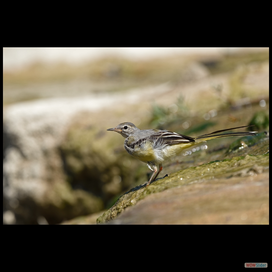 DSC_9664 a