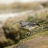 DSC_9664 a