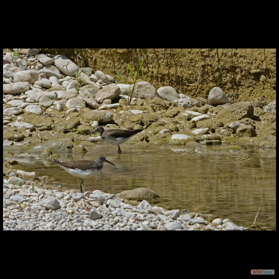 DSC_2748 a c