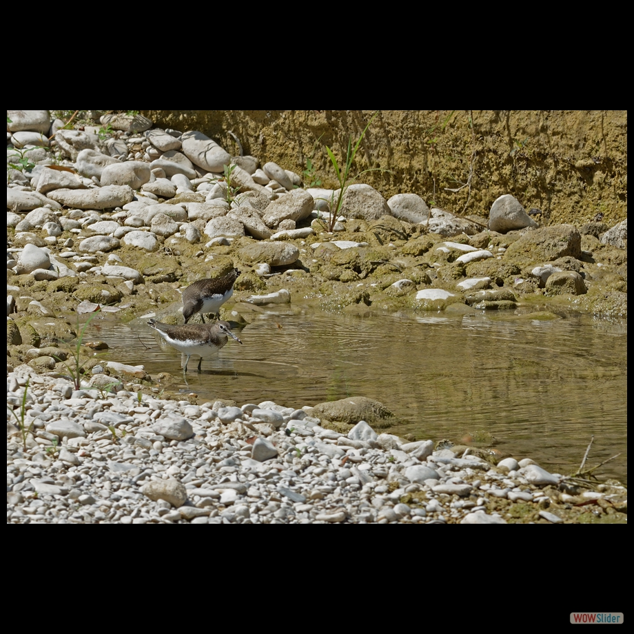 DSC_2754 a
