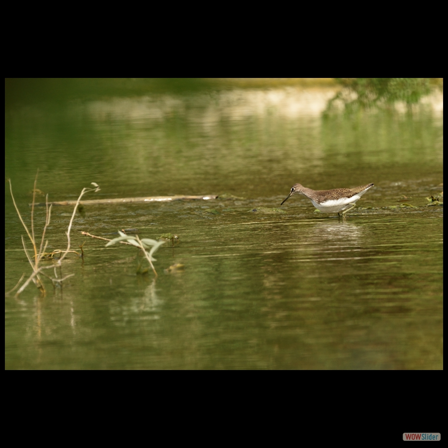 DSC_9482 a