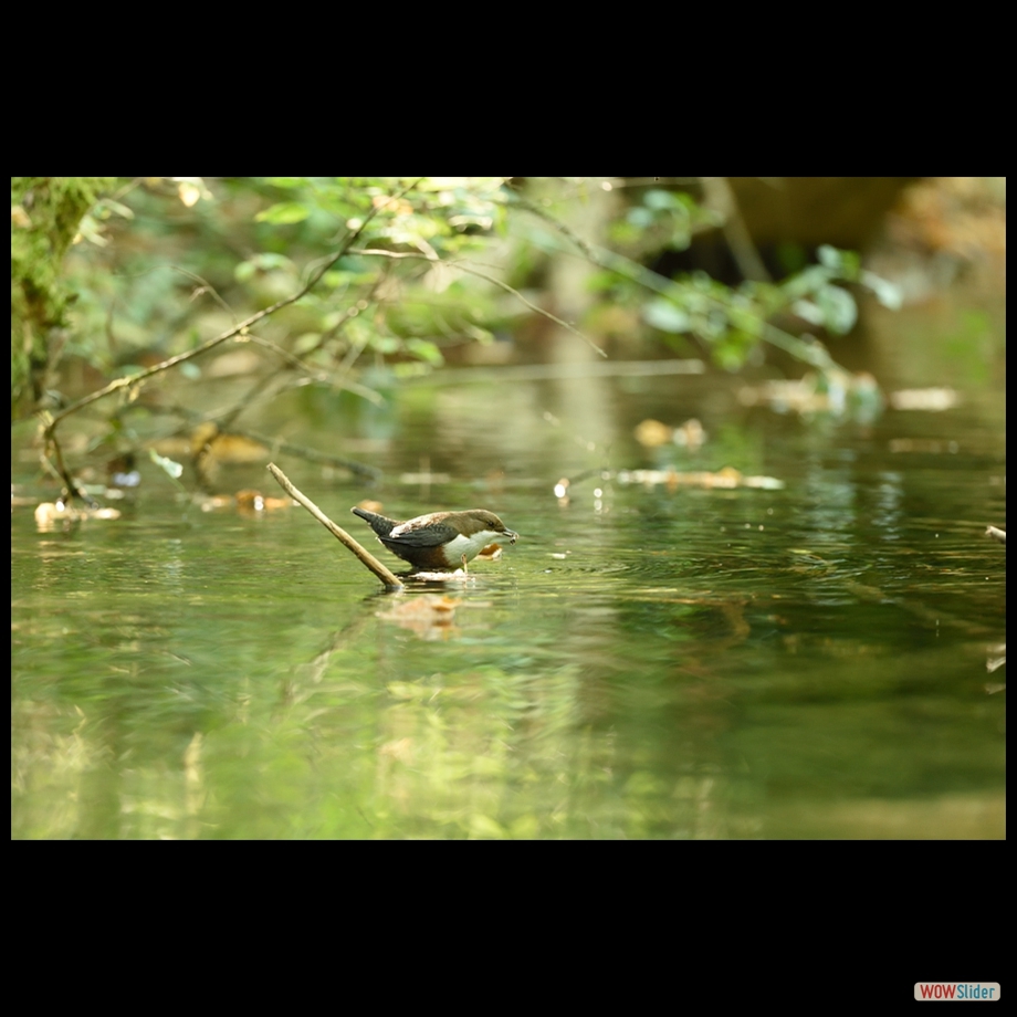 dsc_0601_a