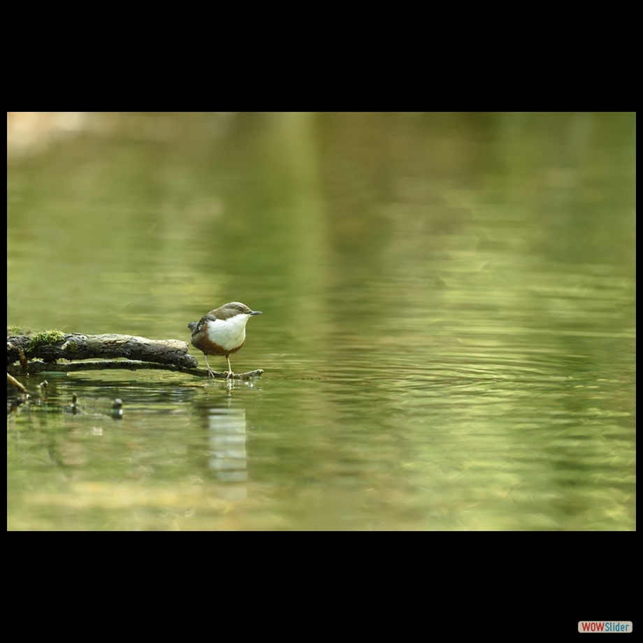 dsc_0604_atif