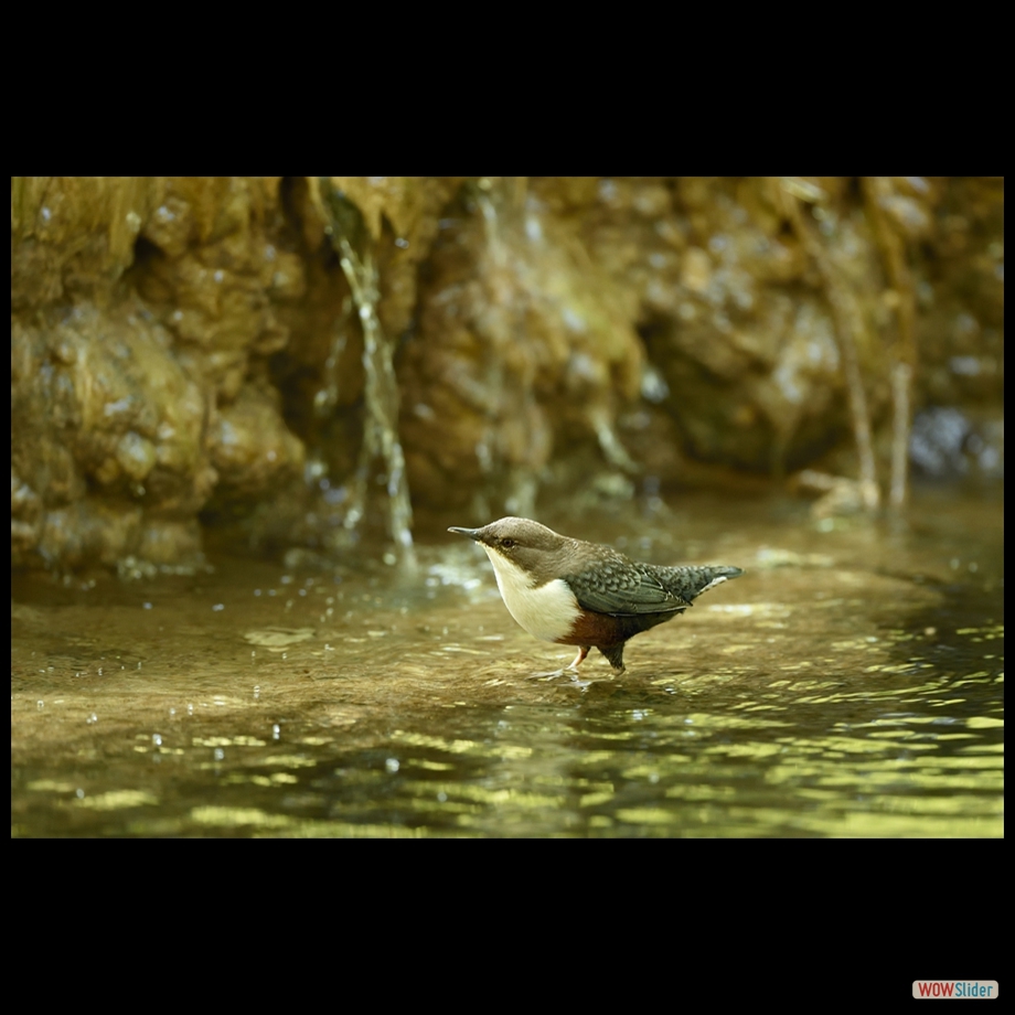 dsc_0639_a