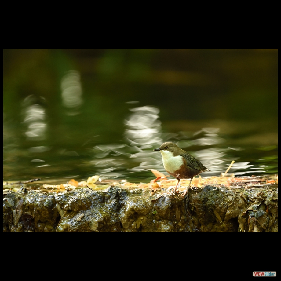 dsc_0653__abtif
