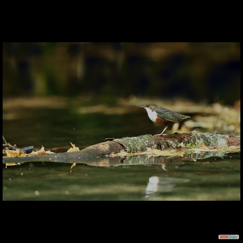 dsc_0693_a_a