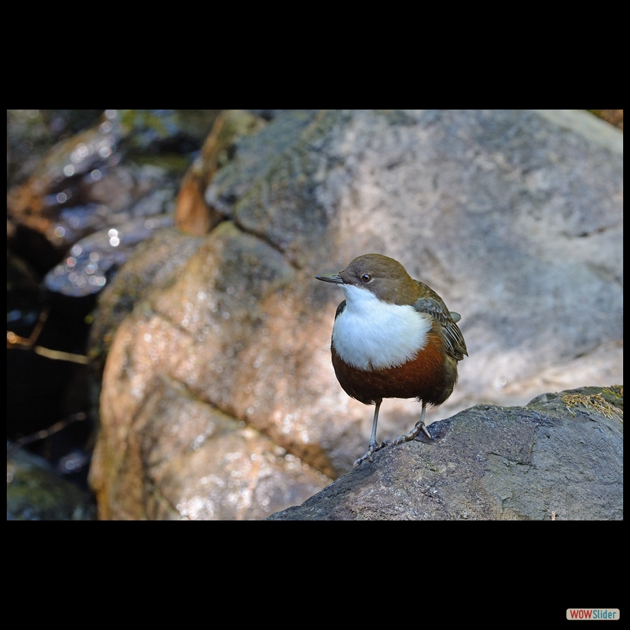 dsc_3639_a