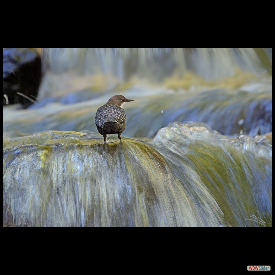 dsc_3648_a