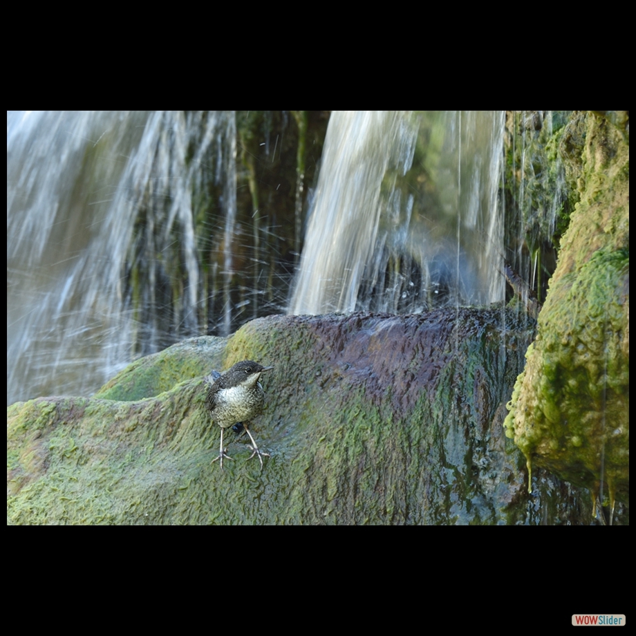 dsc_8415_a_r