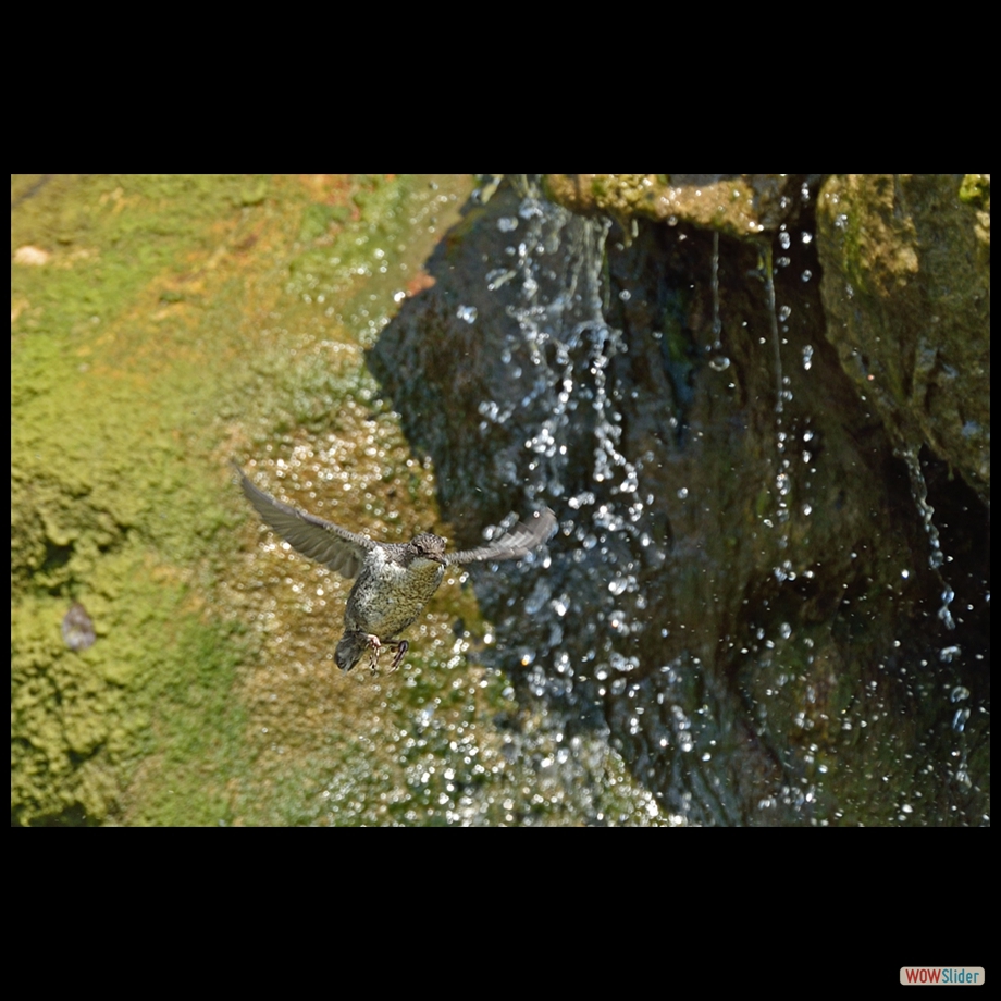dsc_8650_a