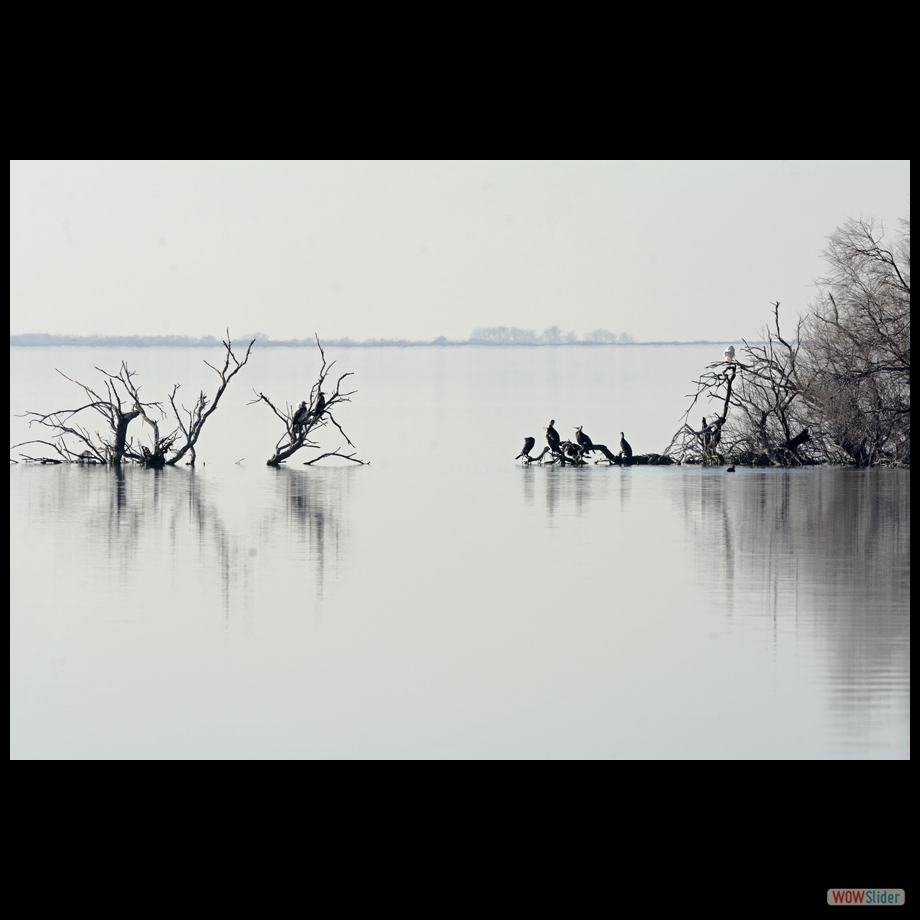 _DSC7234 a