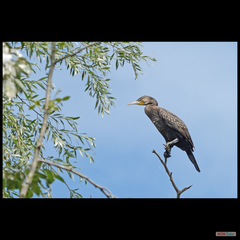 DSC_0188 aa