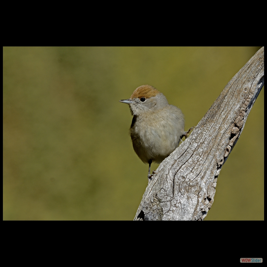 _DSC7600 a