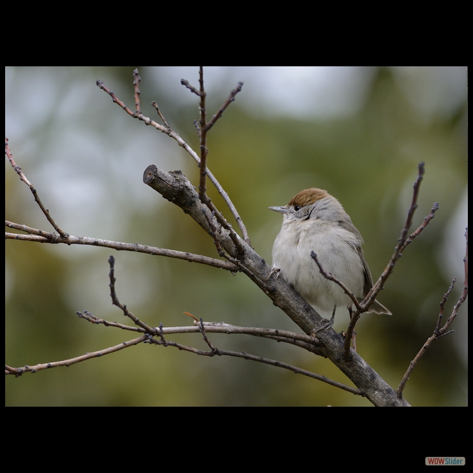 _DSC7776 a