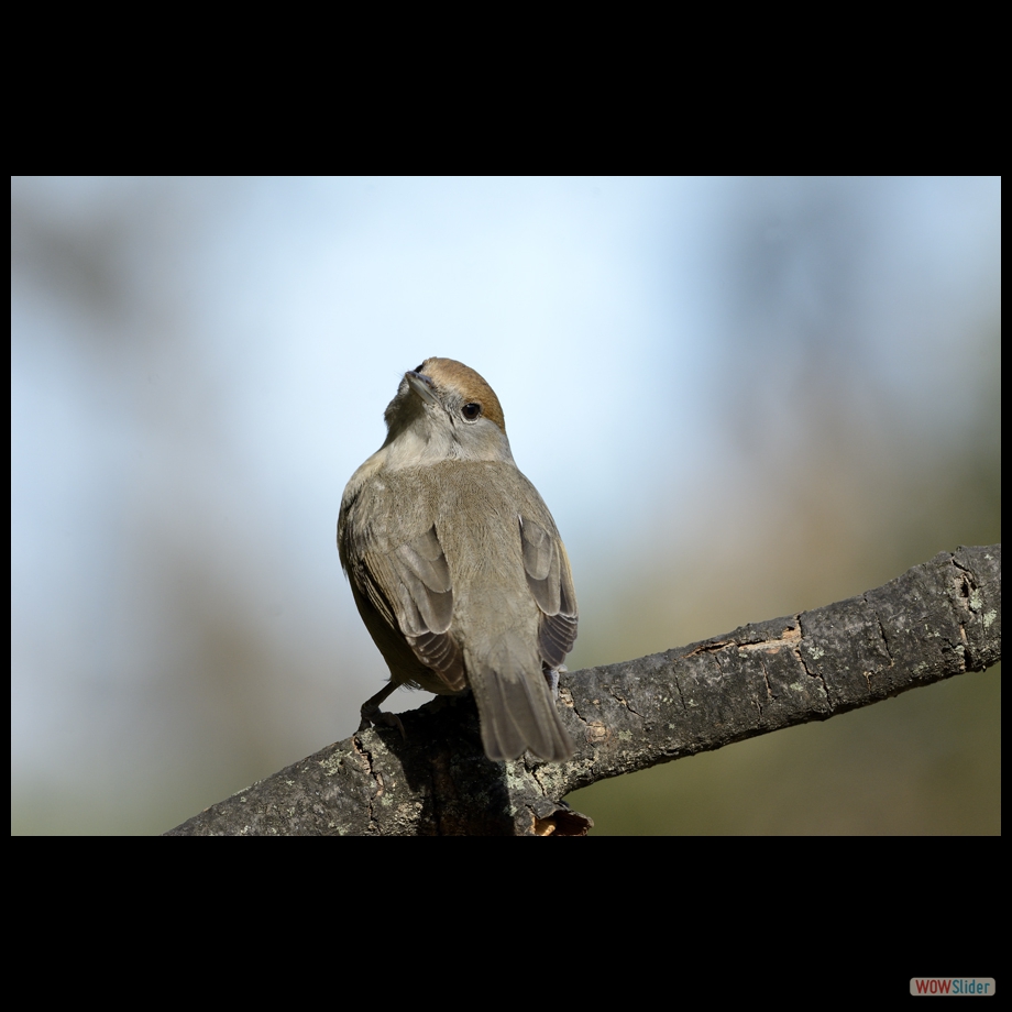 _DSC8011 a