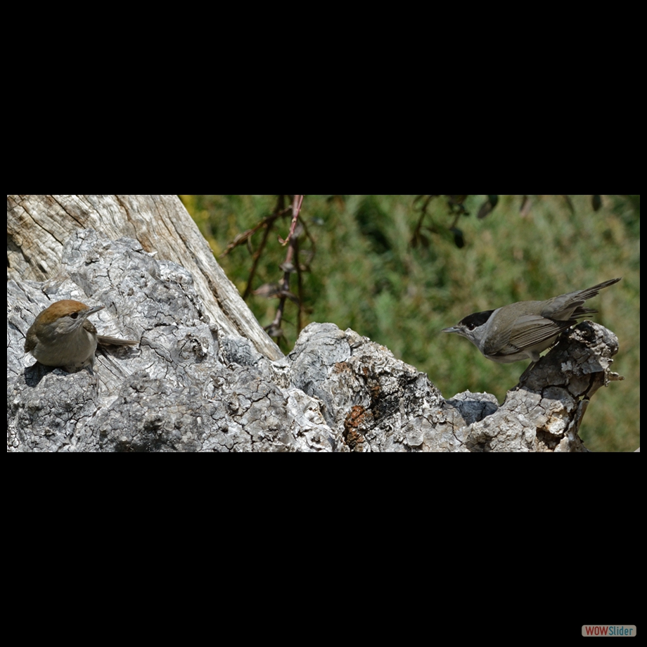 DSC_8293 a a