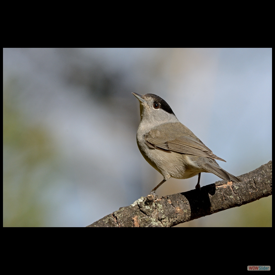 DSC_8311 a