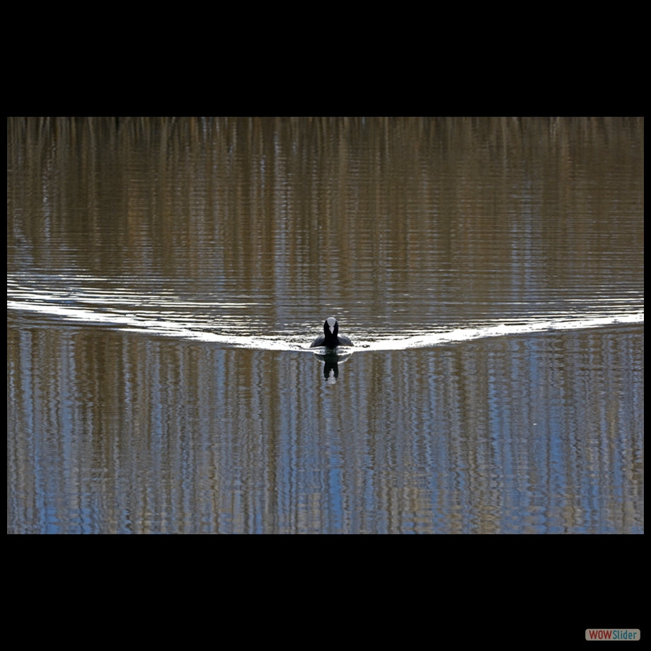 _DSC6617 a