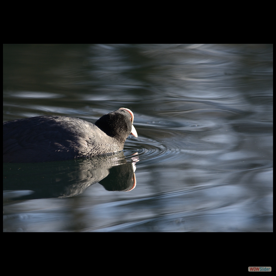 _DSC6671 a