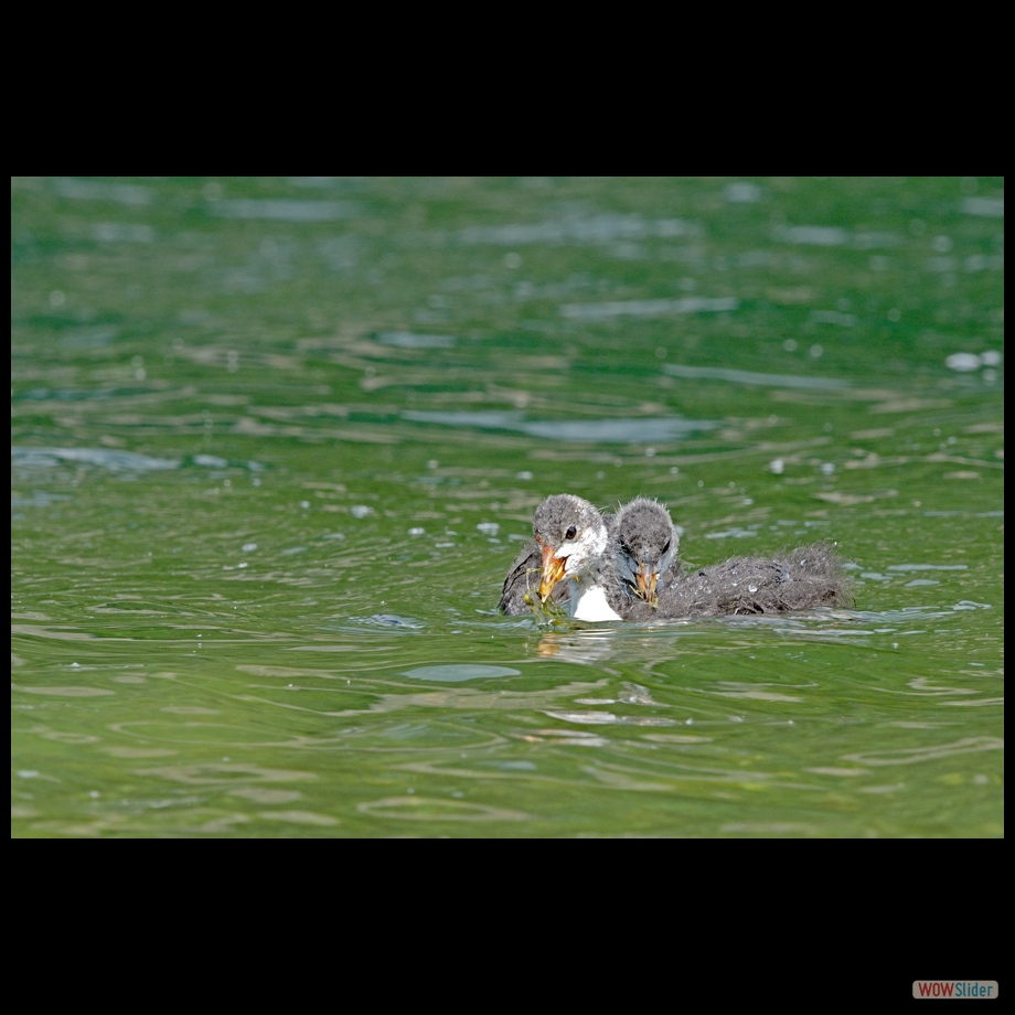 DSC_0011 a