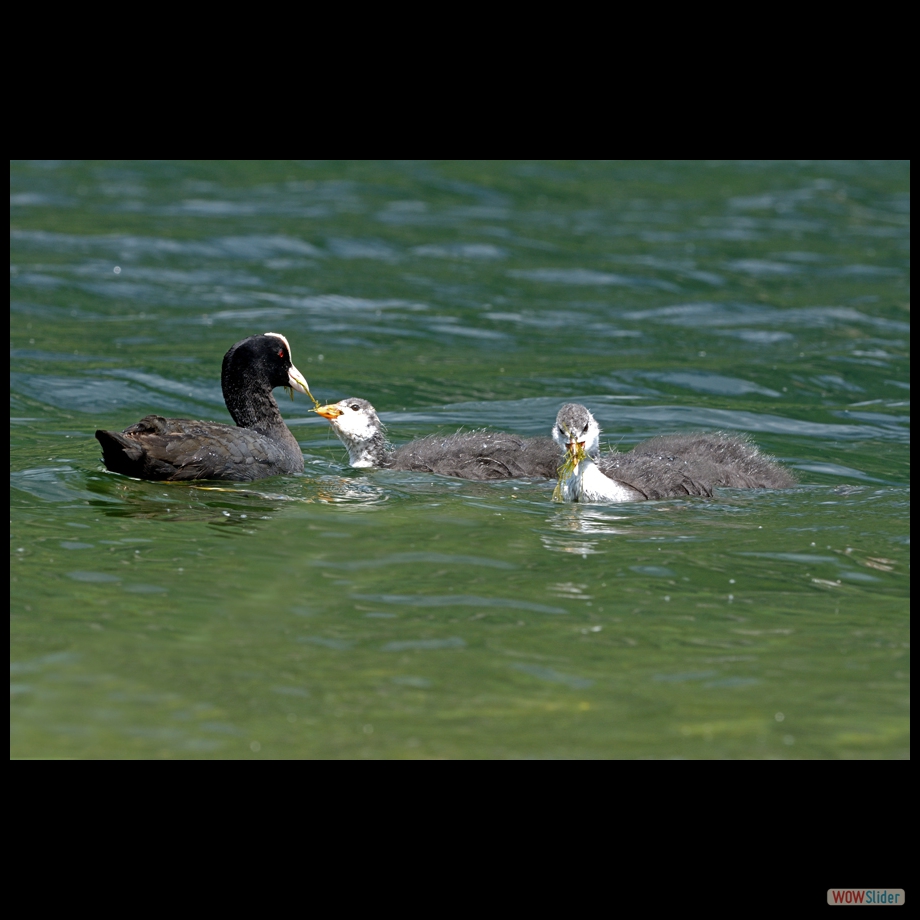 DSC_0017 a