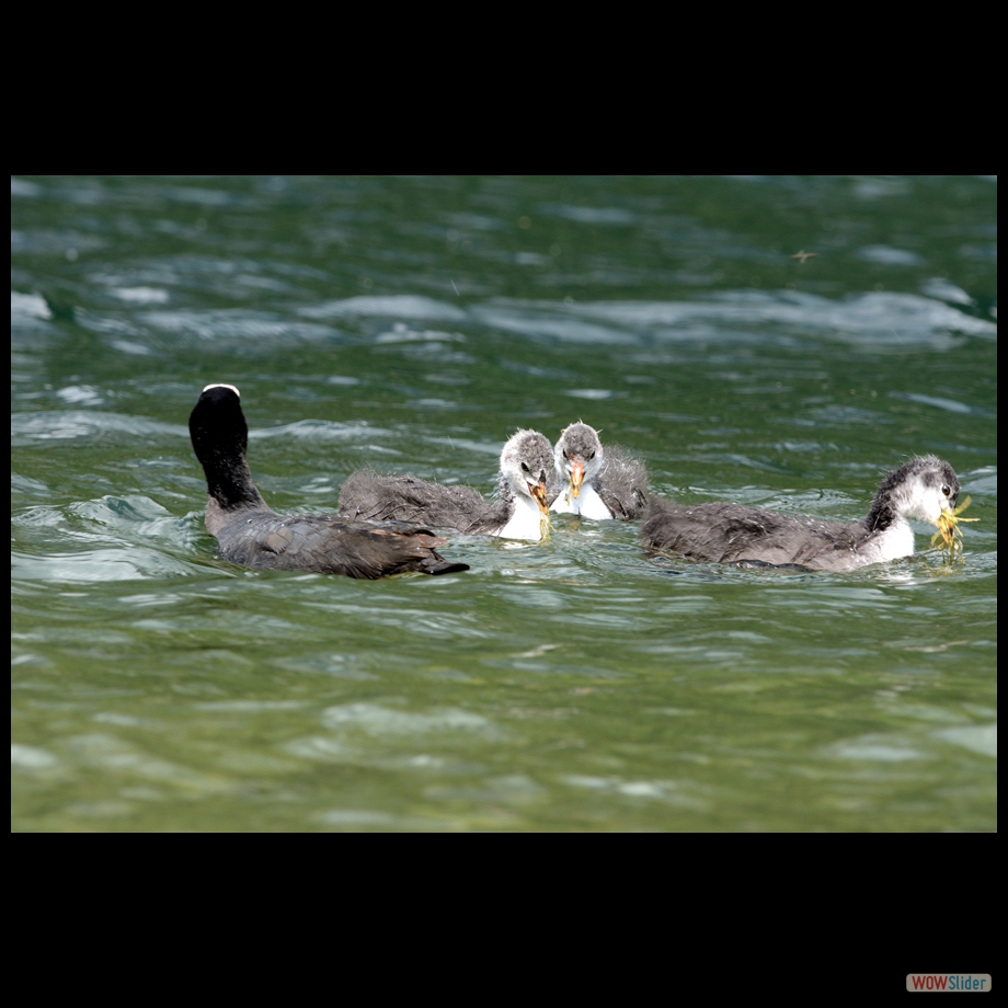 DSC_0035 a