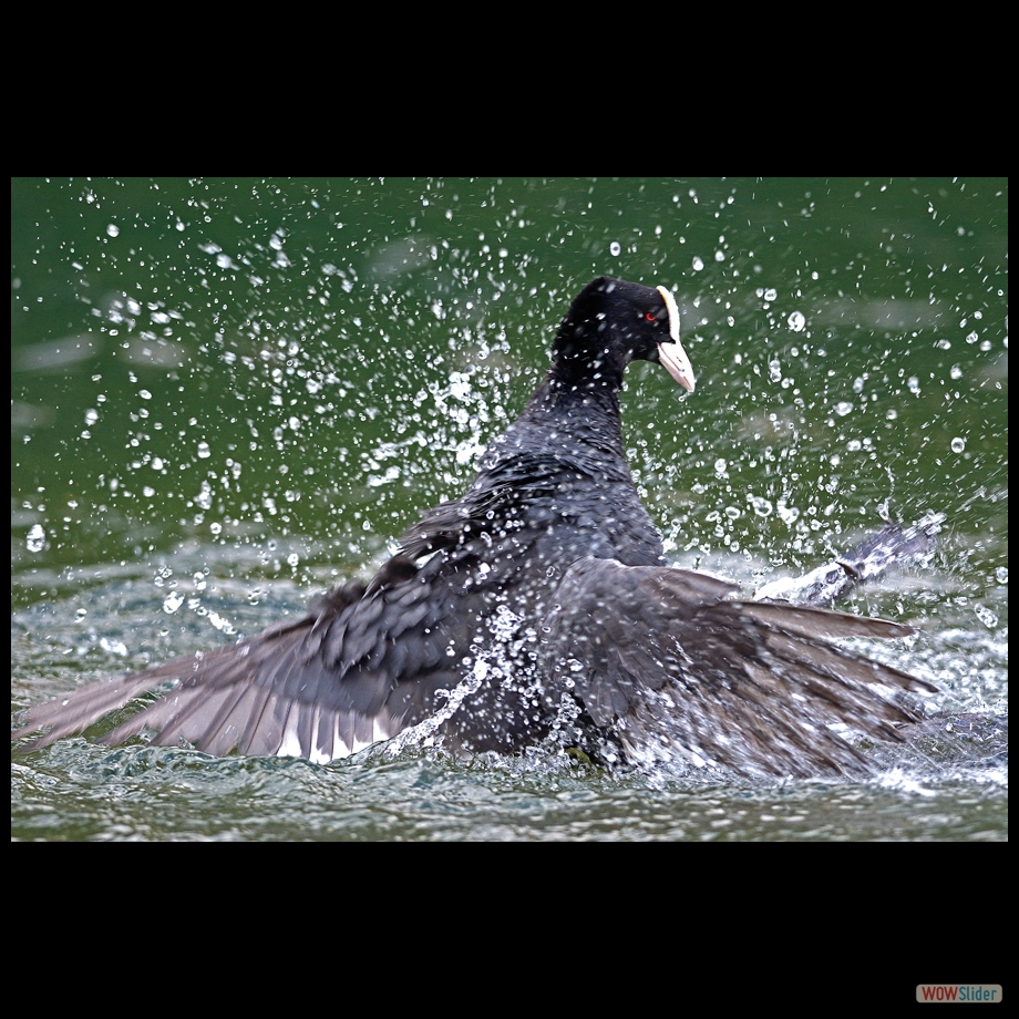 DSC_0079 a