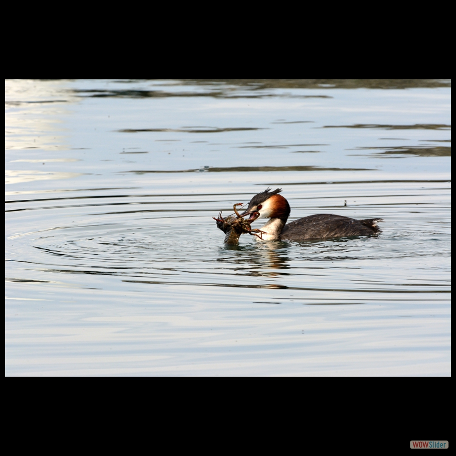 DSC_0124 a