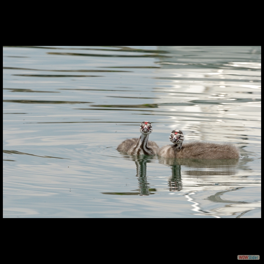 DSC_0158 a