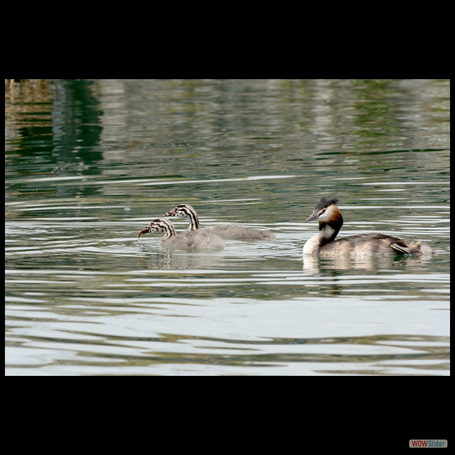 DSC_0160 a