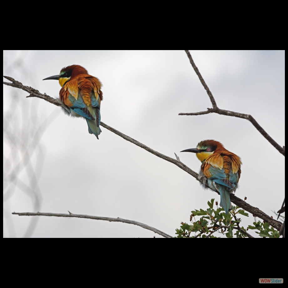 DSC_9390 a