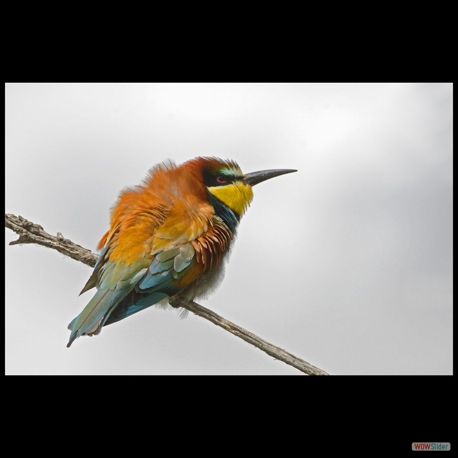 DSC_9395 a a