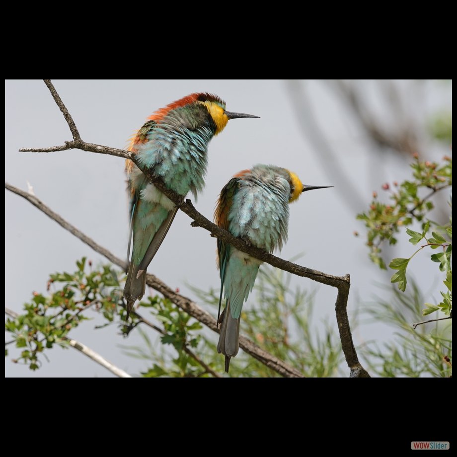 DSC_9424 a a