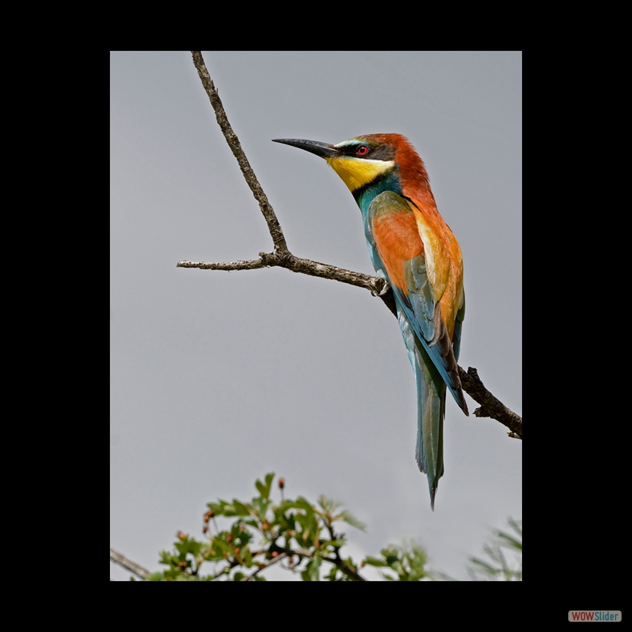 DSC_9445 a a