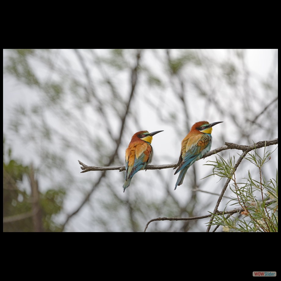 DSC_9473 a