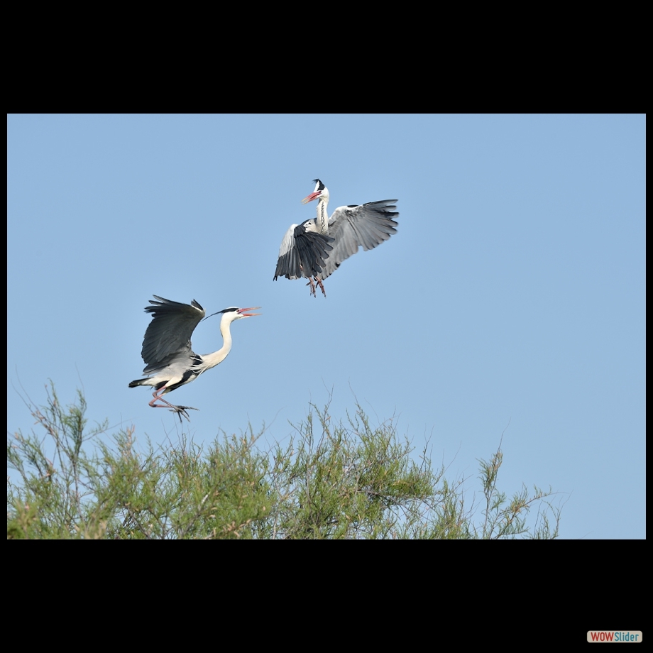 dsc_7178_a